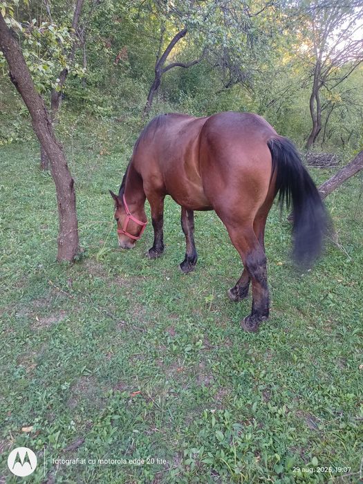 Vând iapă și armăsar