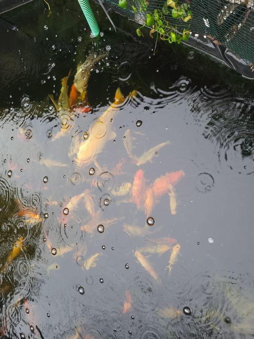 Crap Koi de vanzare