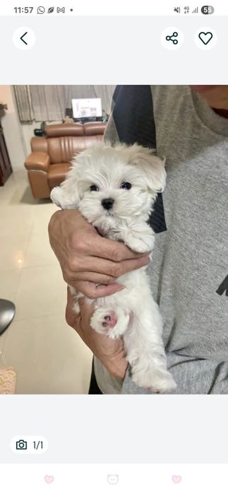 Catel bichon maltez mini