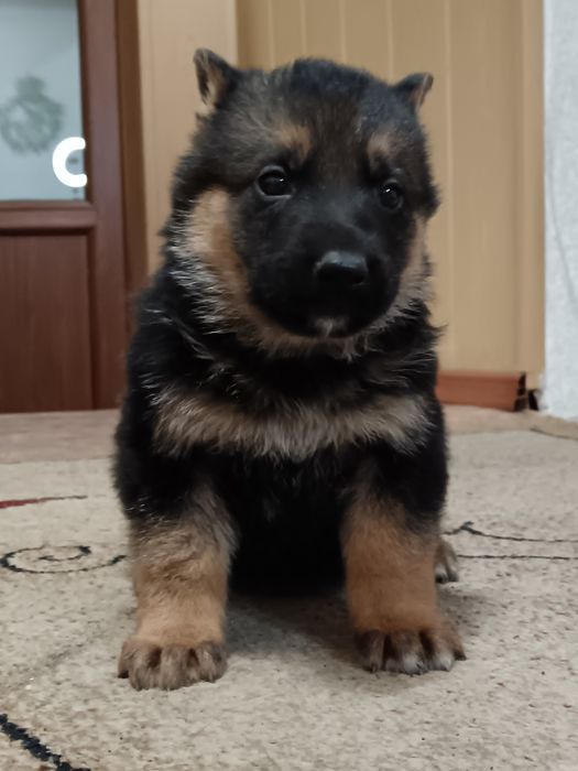 Щенки немецкой овчарки