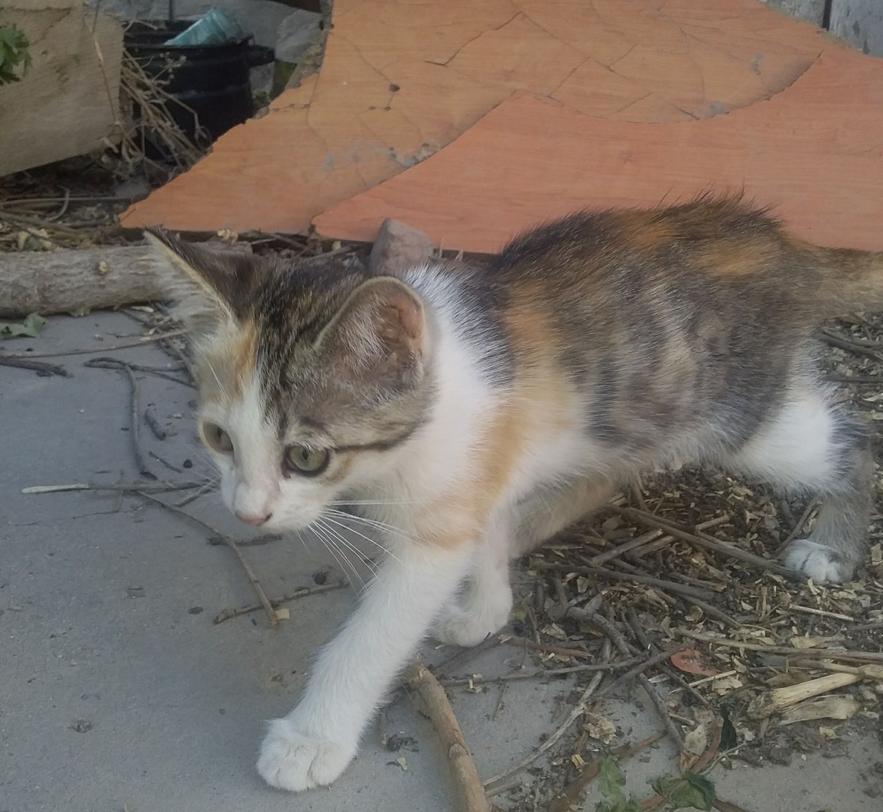 Котята девочки домашние