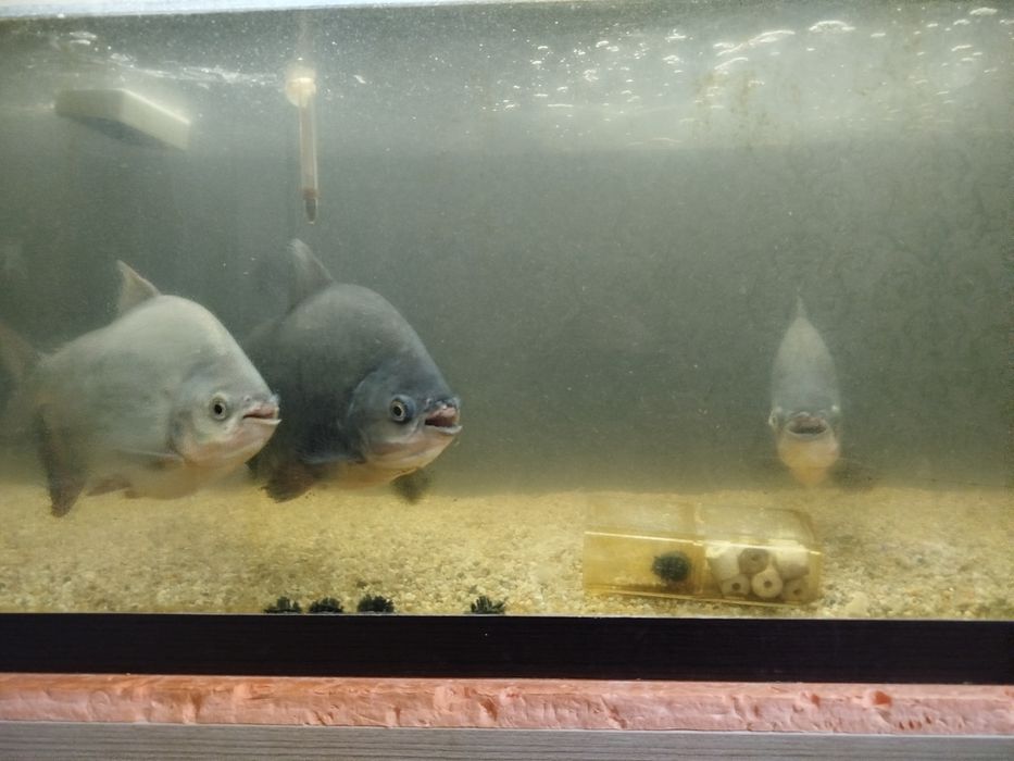 Срочно продаётся пираньи и астранатуси