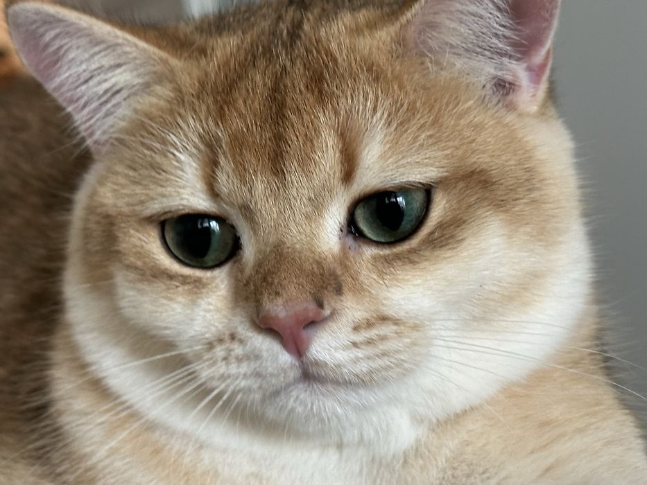 Baietel SUPERB british shorthair chinchilla gold, pedigree WCF !!!