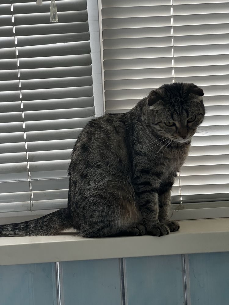 Кошка  девочка  Эльза