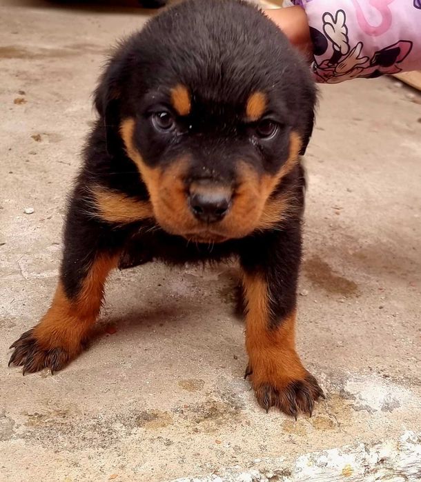 Ротвайлер мъжко 2м