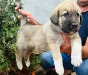 Mascul Ciobănesc Kangal