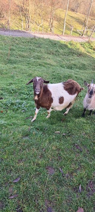 Vand 3 capre una gestanta si doua iede de anul asta.