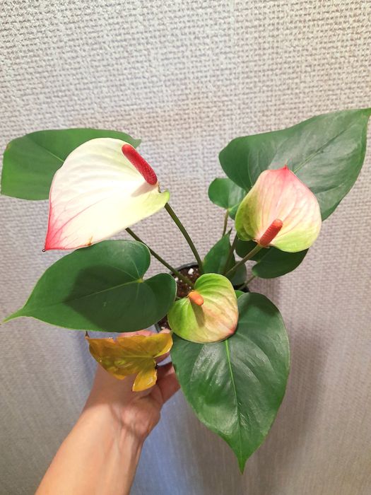 Продам Антуриум мужское счастье