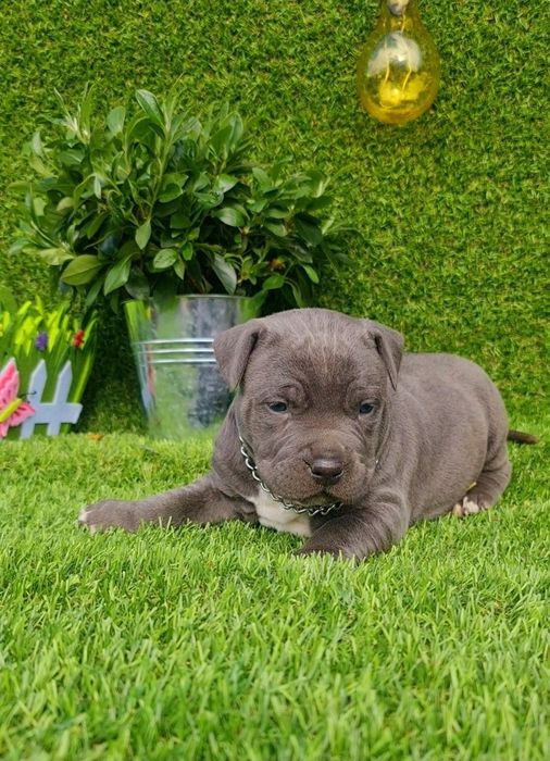 Amstaff blue din parinti de exceptie cu pedigree