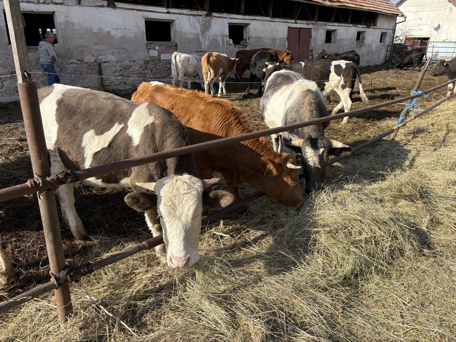 de vanzare vaci tinere si tauri