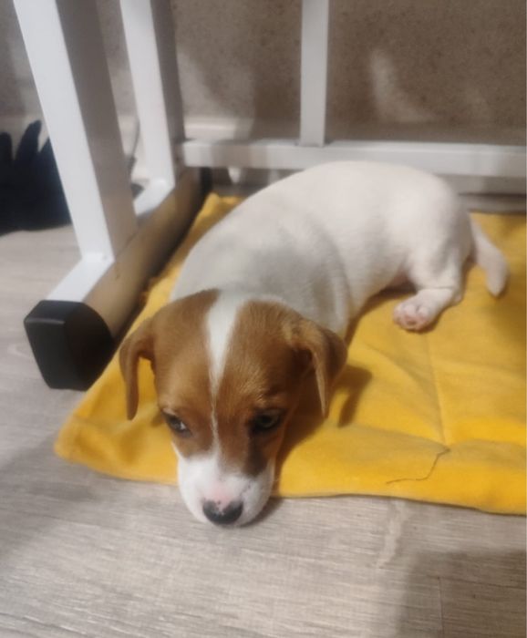 Джек Рассел Терьер