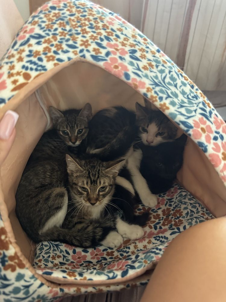 PetsittingCazare animalute