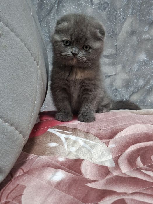 Продаётся последняя девочка скоттиш фолд