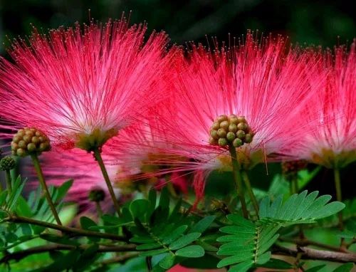 Pomi Ornamentali  arborele de matasse