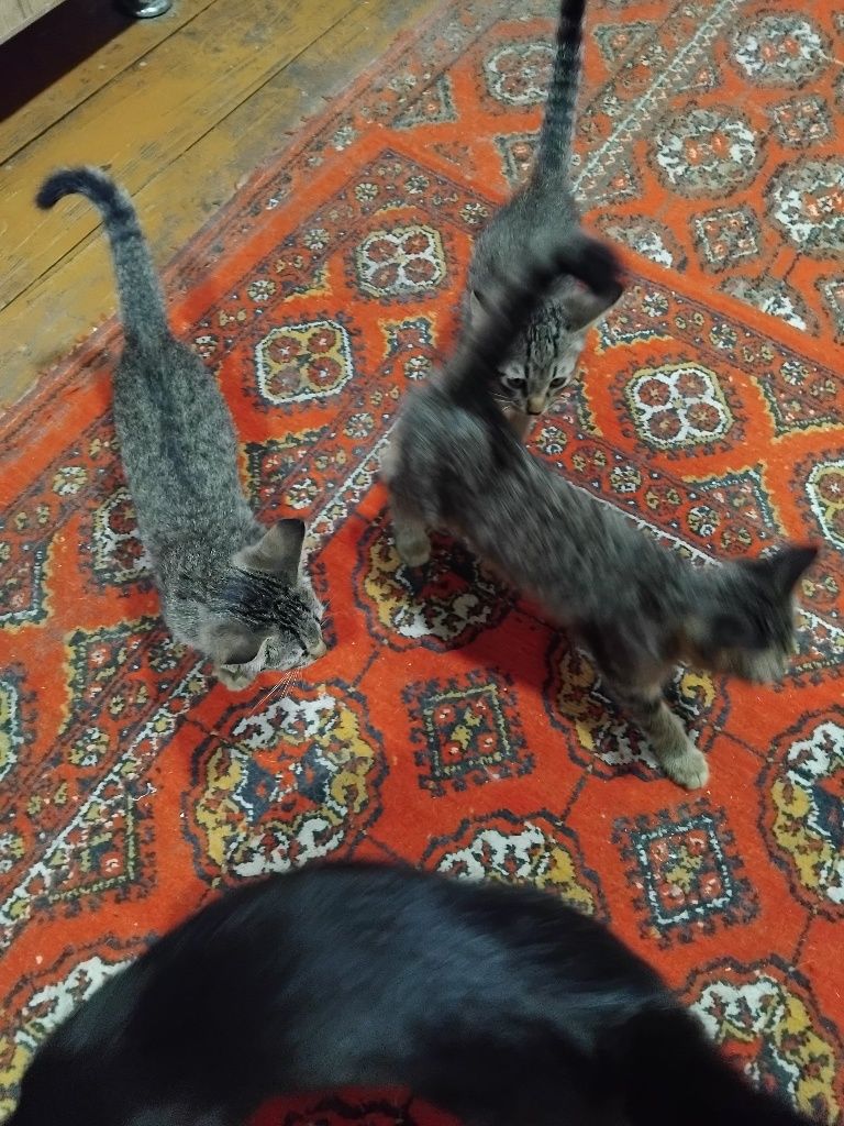 Mushuklar soglom.hadyaga. bariladi 3tasi.