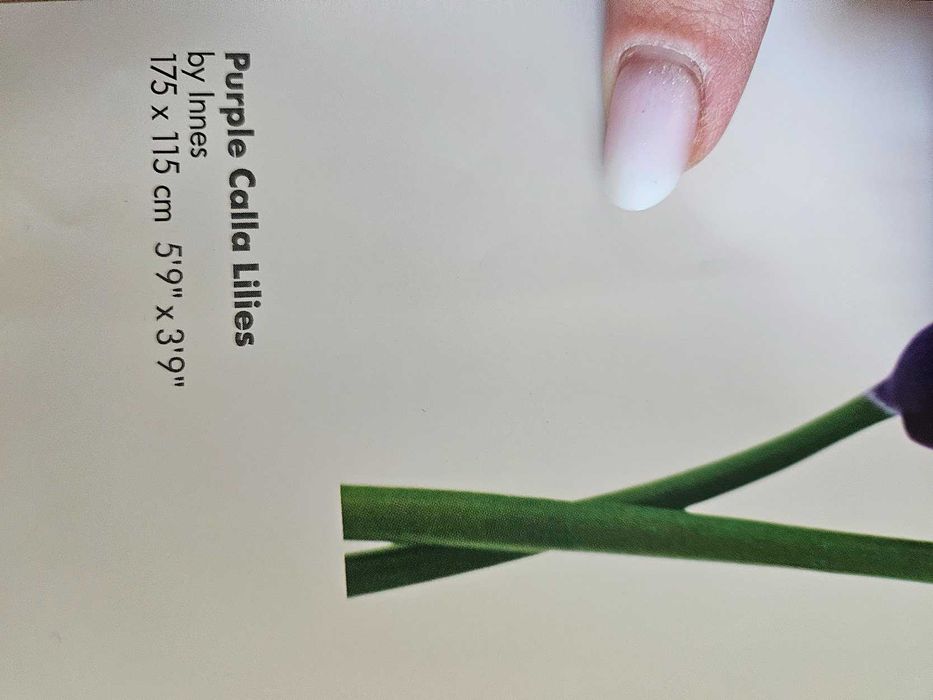 Tapet Purple Calla Lilies 115x175 cm