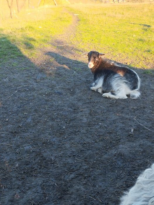 Ieduță de  vânzare