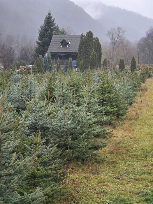 Brazi Argintii si Verzi
