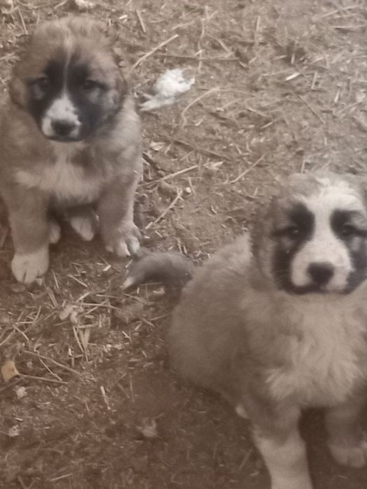 Кавказская кучуклар