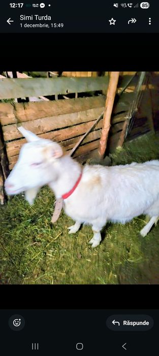 De vânzare o capră si un țap, sunt tineri, cei interesați pot să vină