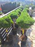 Pini, leylandi, spirală, pon pon, bonsai, măslin, mesteacăn