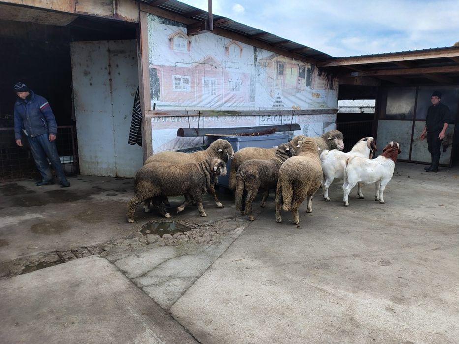 Berbeci merinos tapi boer