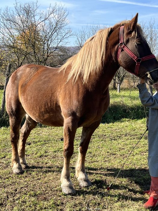 Iapa 6 ani gestanta 1.70 inaltime blanda buna de ham