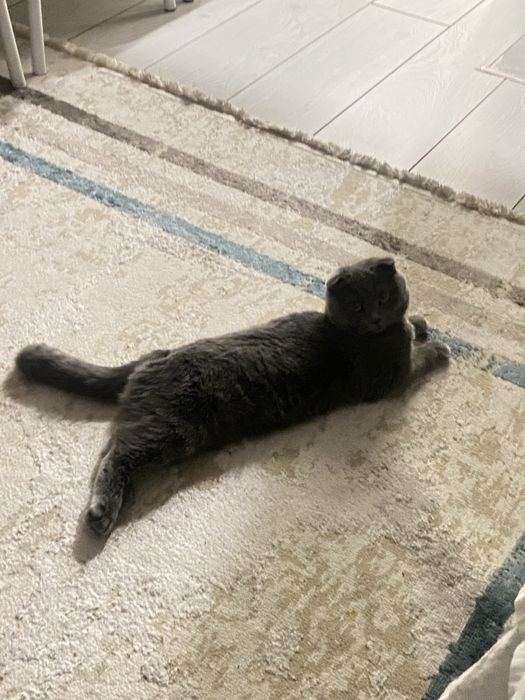 продается, очаровательная шотландская кошка ждёт заботливых хозяев!