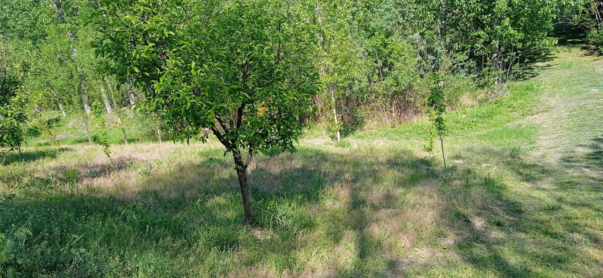 Имение вила с 40декара дворче