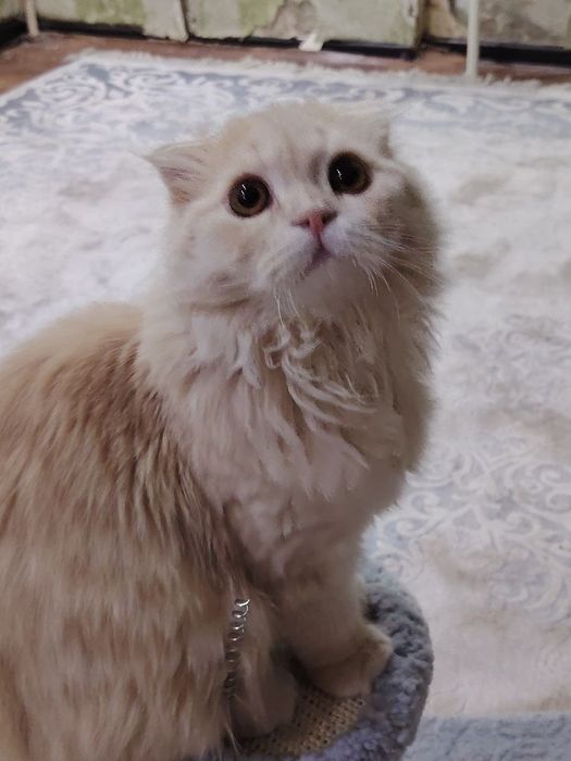 Scottish Fold Longhair mushukcha 6/7 oylik + aksessuarlar