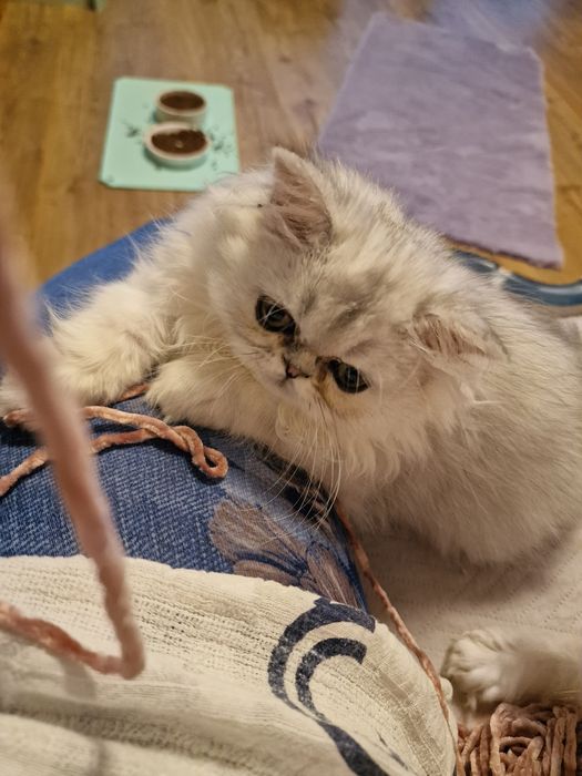 Pisicuță persană chinchilla silver