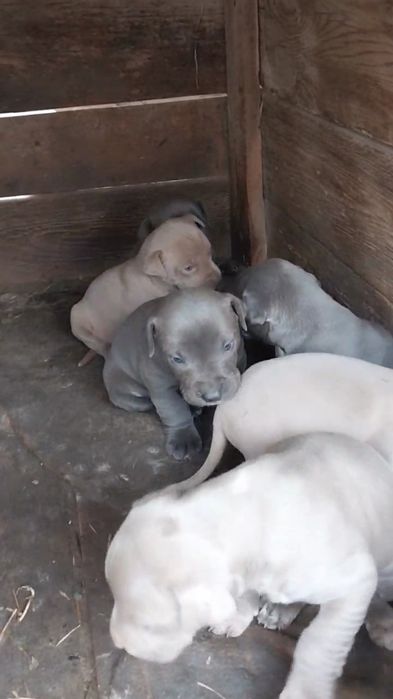 Pitbul bollari sotiladi.щенки питбуля на продажу