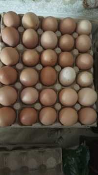 Vând ouă de țară