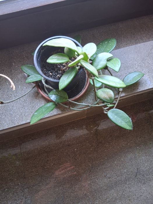Plante de interior