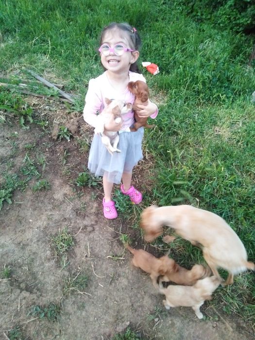 Кокер шпаньол на 8 месеца