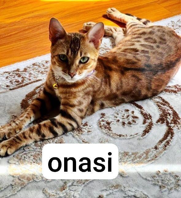 Korolevskiy Bengal mushuk sotiladi