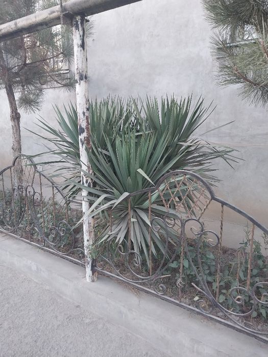 Юка дарахти сотиладиь.