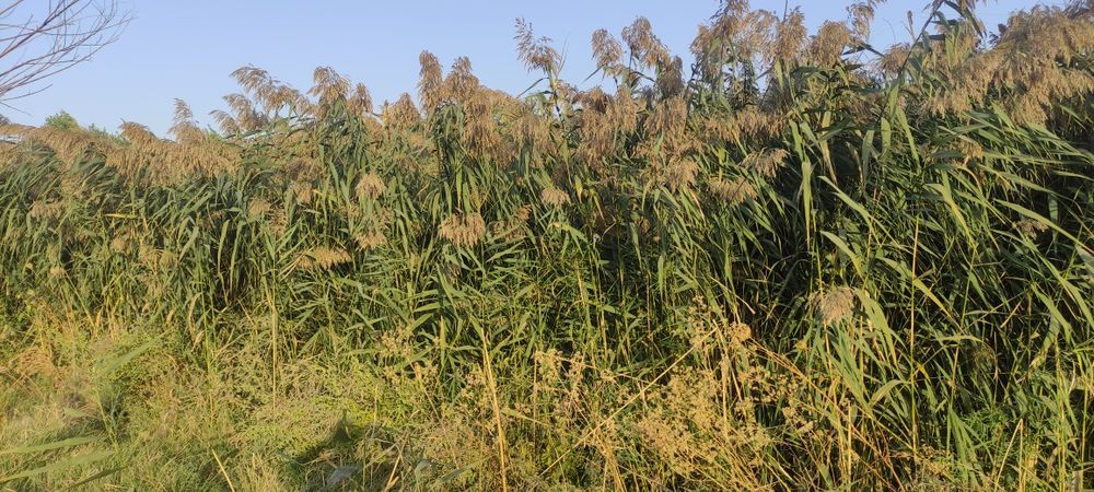 Oʻrilmagan qamich bor sotiladi oʻrib ketishga