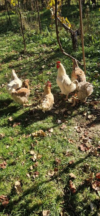 Vând.        găini