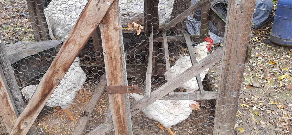 Vând 2 cocosi și 2 gaini