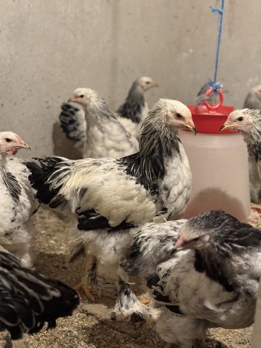 Brahma Herminat deschis