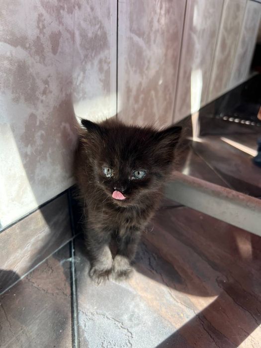 Подарявам котенца с дълъг косъм.