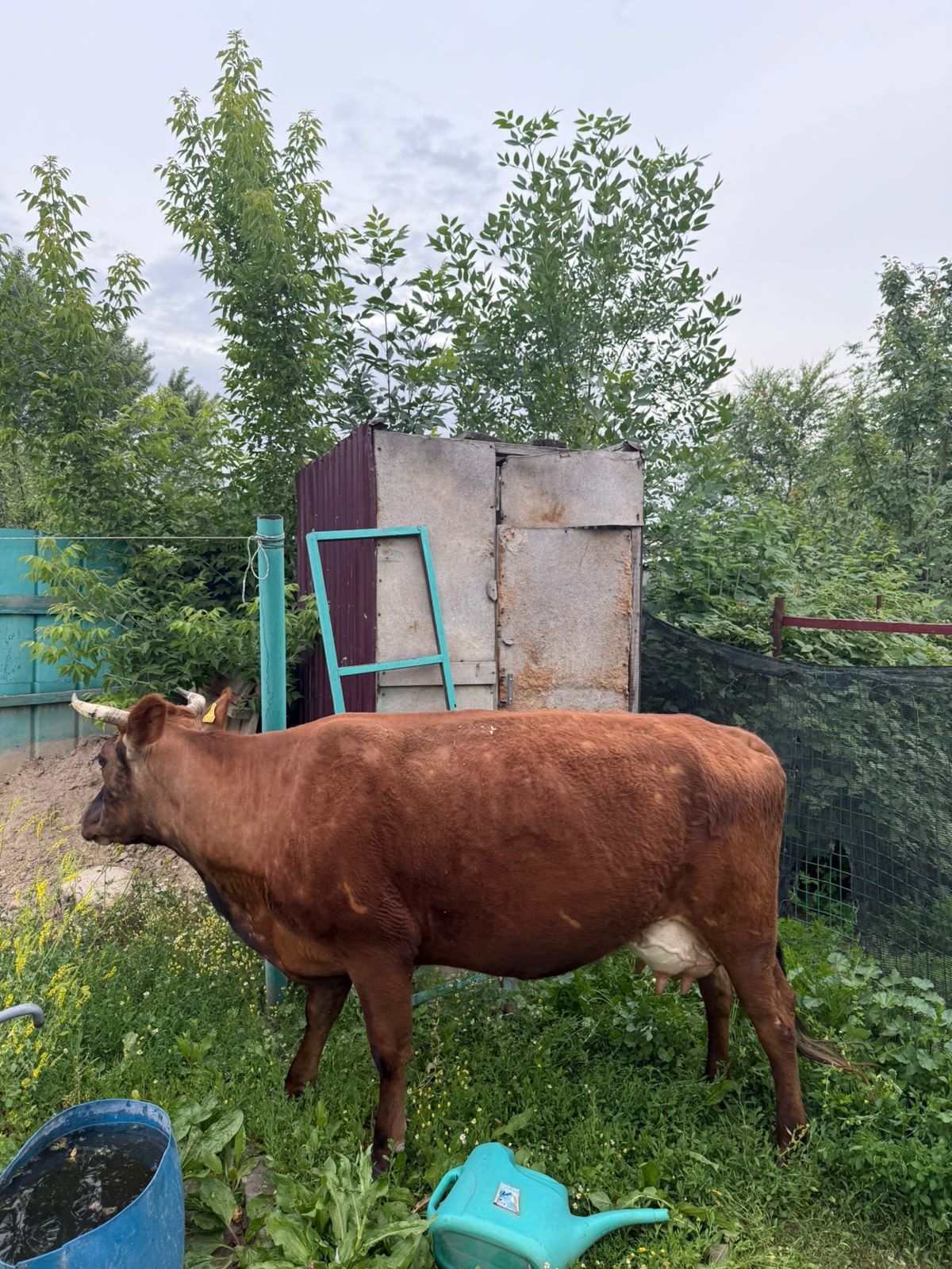 Сиыр сатамын торт жасар