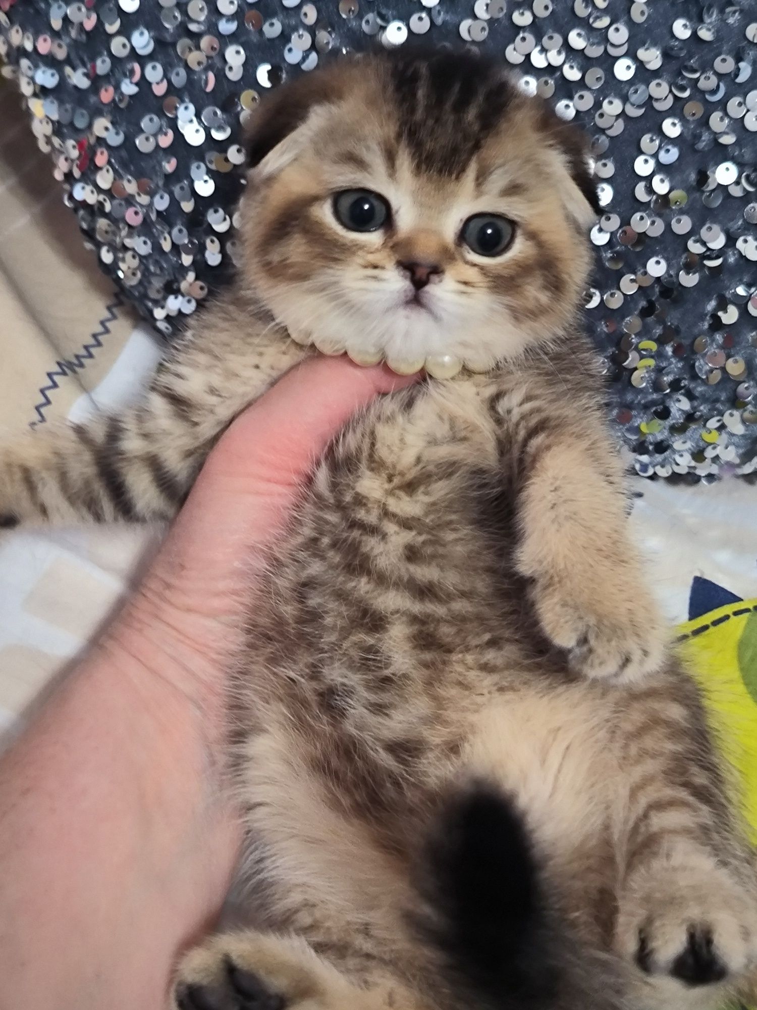 Котята от правильной вязки