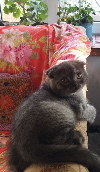 Шотландские котята