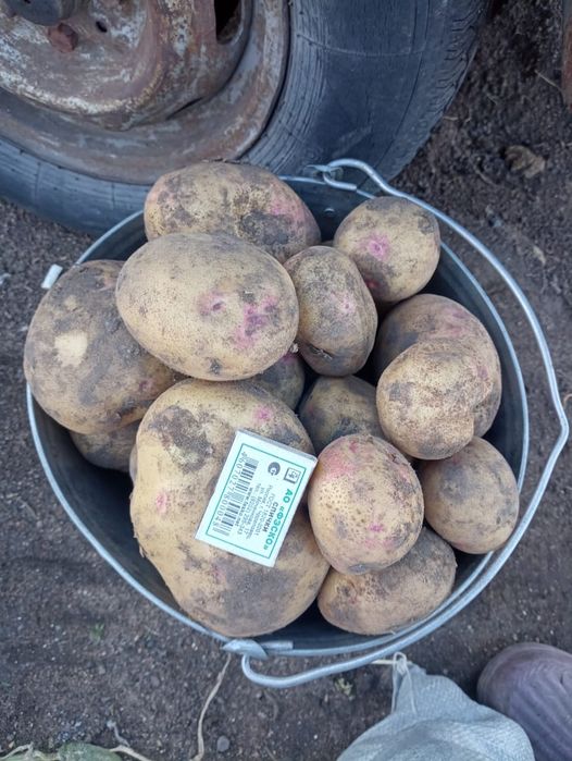 Продам домашнюю картошку