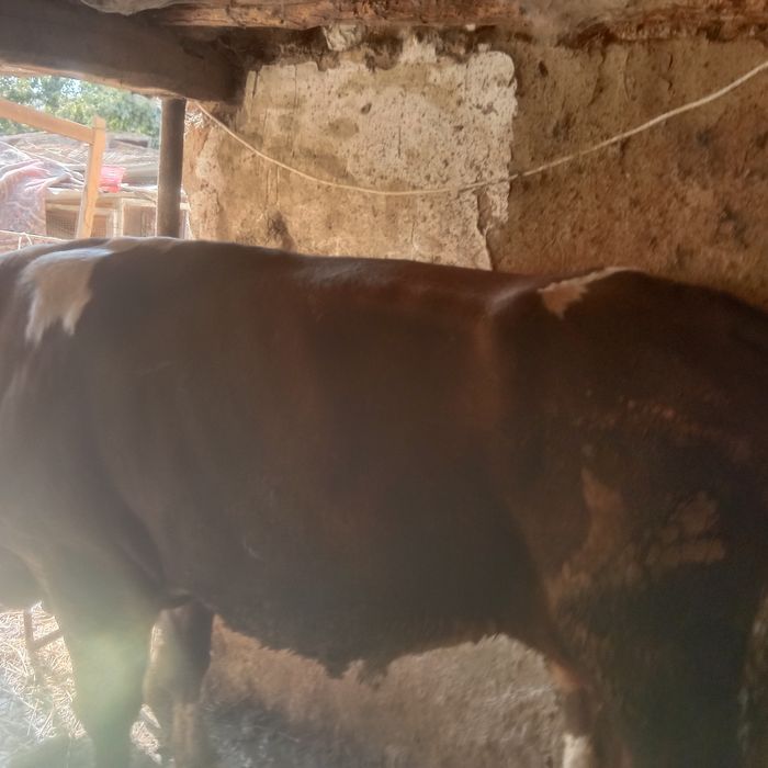 Продам быков, mol sotilyadi