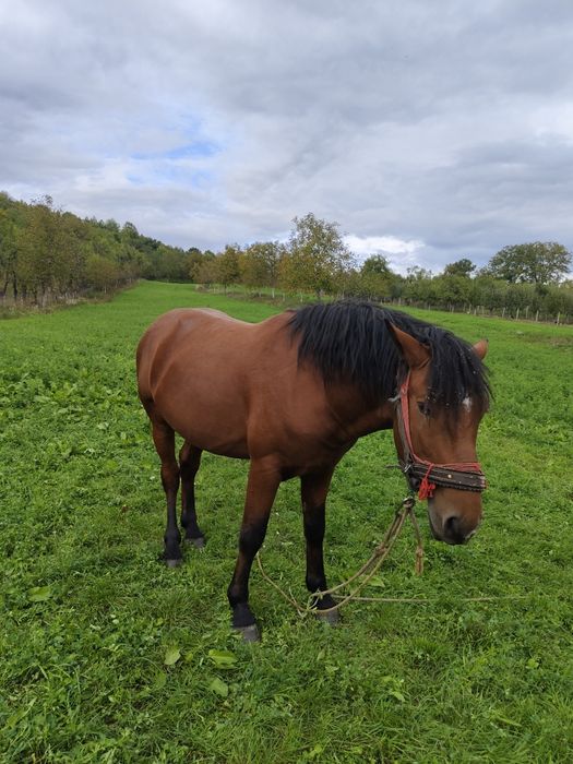 Mânz de vânzare...