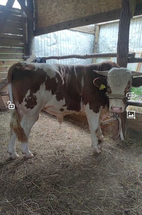 Taur baltat romanesc