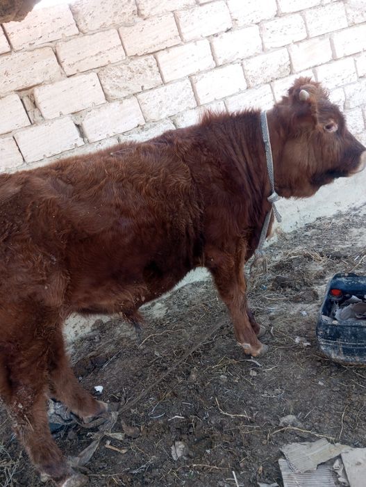 Еркек басбак сатылады